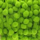 Galon pompons