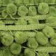Galon pompons